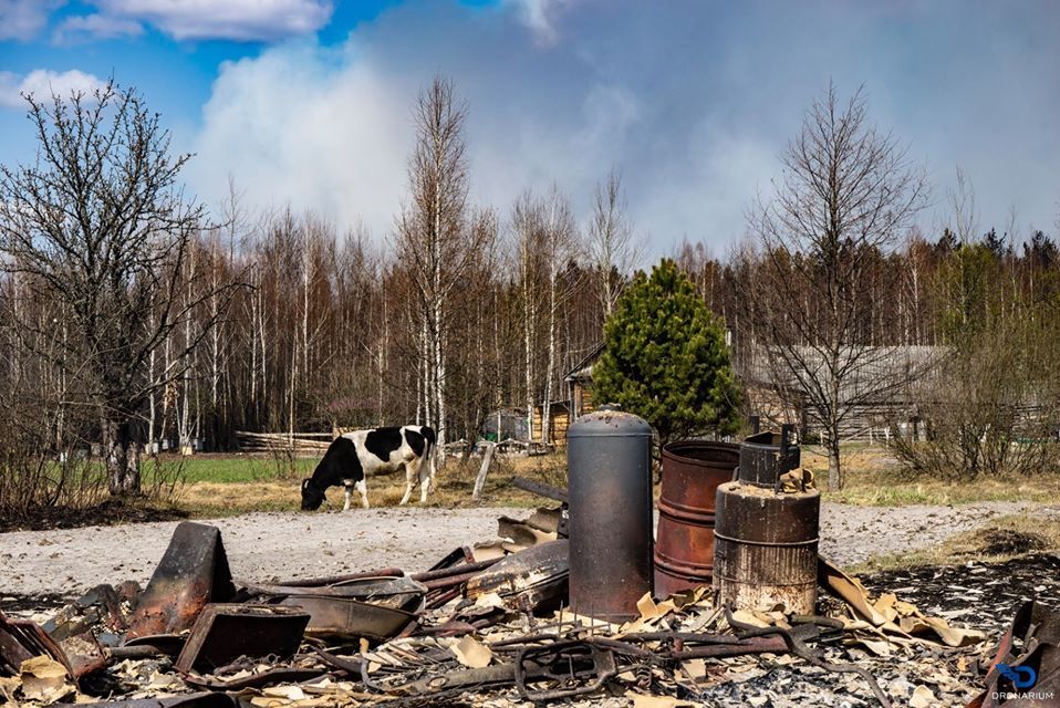 Горять села й ліс: коли закінчиться пожежа на Житомирщині та хто в цьому винен