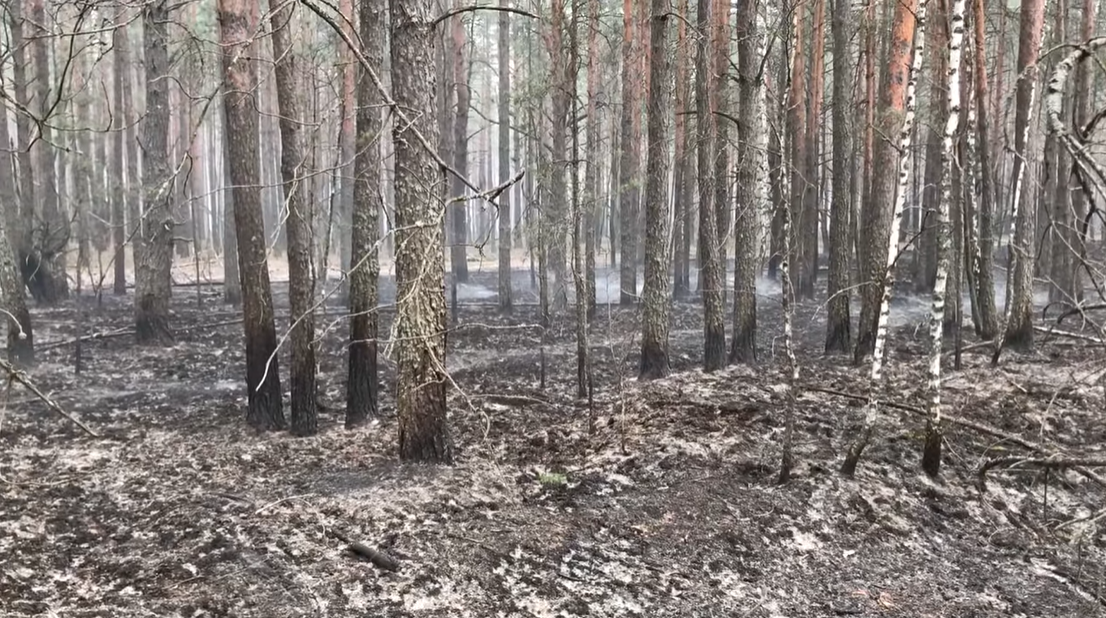 Наслідки пожеж на Житомирщині