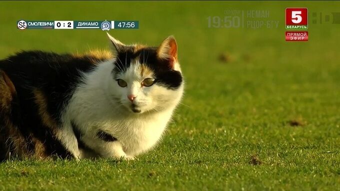 Товстий кіт спробував зірвати футбольний матч у Білорусі