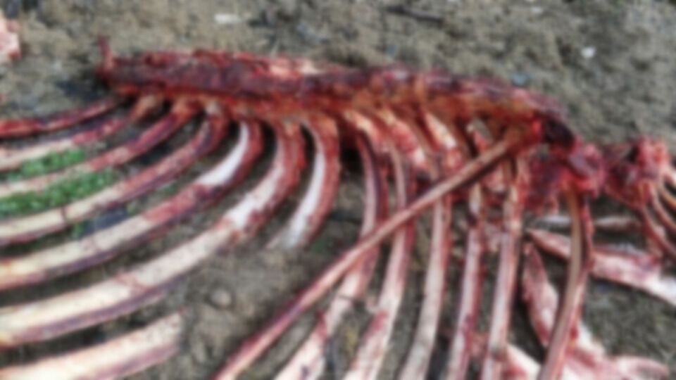 В Карпатах неизвестные выбросили на берег реки останки животных