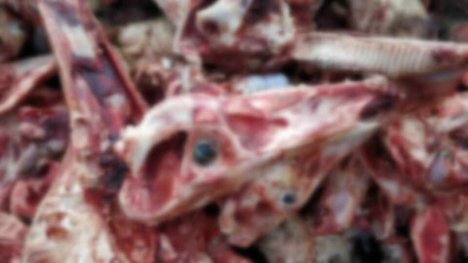 В Карпатах неизвестные выбросили на берег реки останки животных