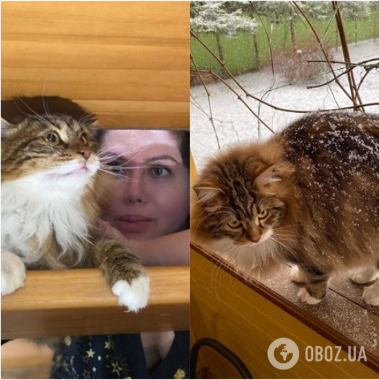 Фото кота со страницы Ворожбит и Жигунова