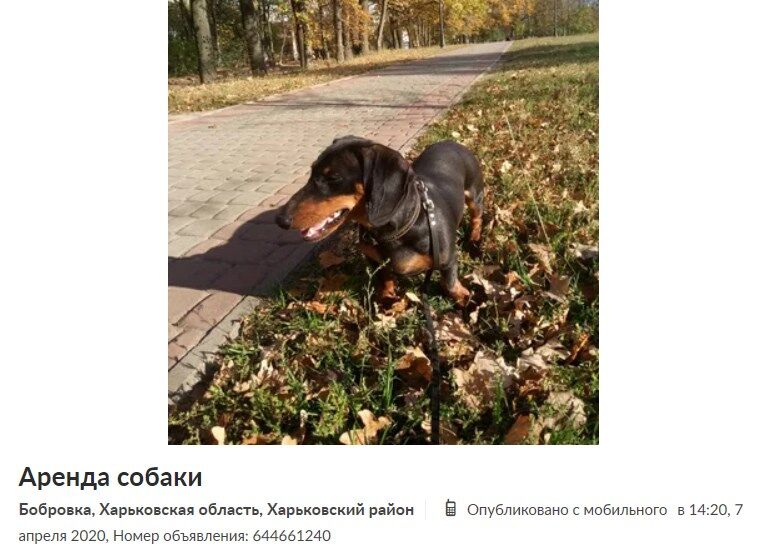 "Вы еще ребенка сдайте в аренду!" Украинцев разгневал бизнес на карантине