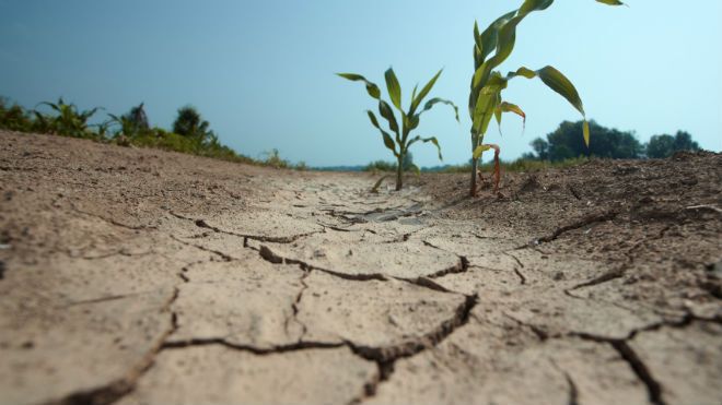 В Одеській області фермер покінчив життя самогубством, втративши урожай через посуху