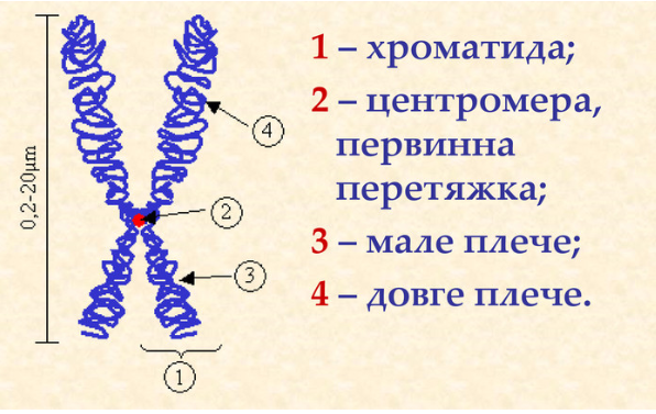 структура хромосомы