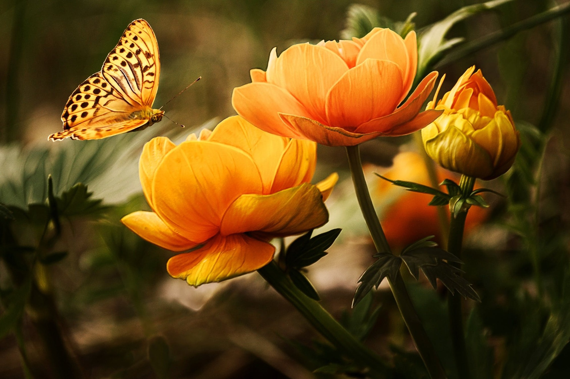 https://i.obozrevatel.com//gallery/2020/5/25/flowers-background-butterflies-beautiful-87452.jpeg