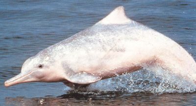 Горбатий дельфін