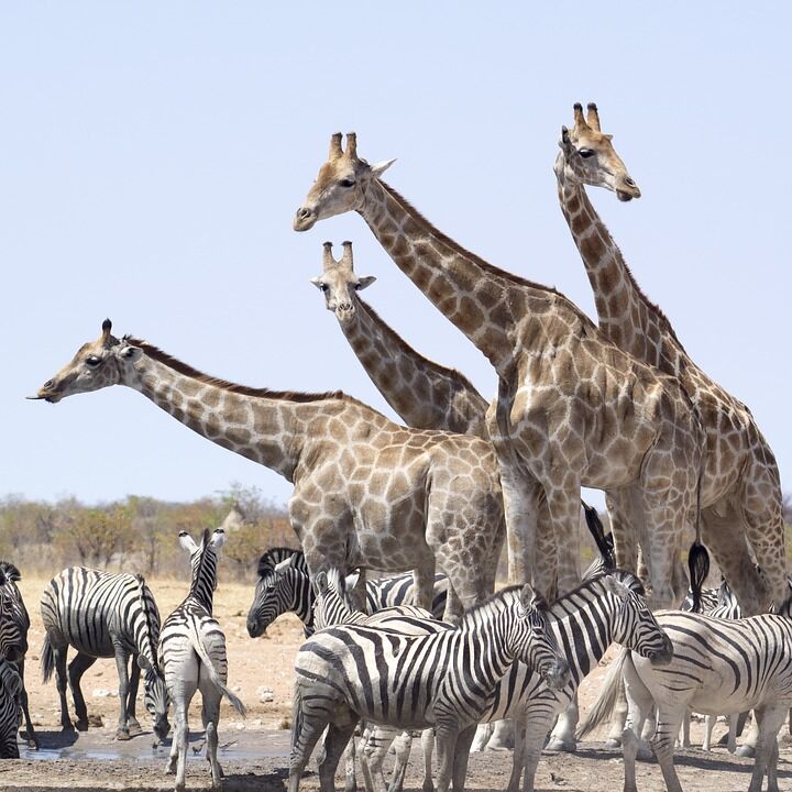Жирафи і зебри