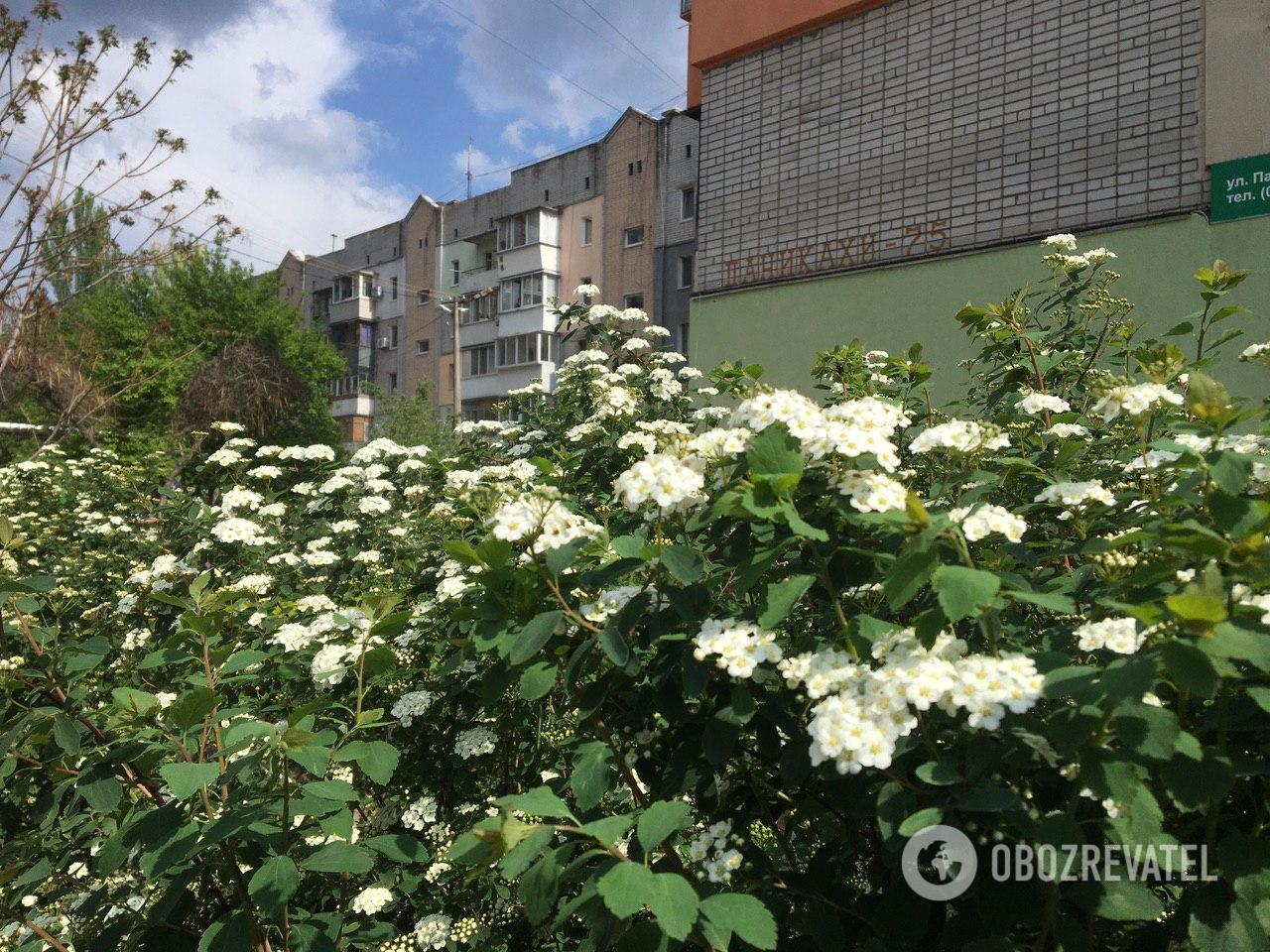 Город заполнен цветами