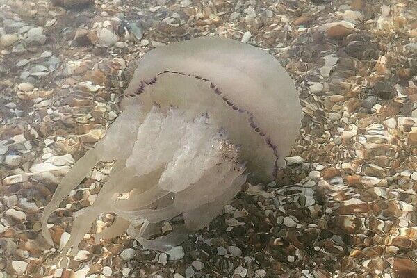 Медузы на пляже