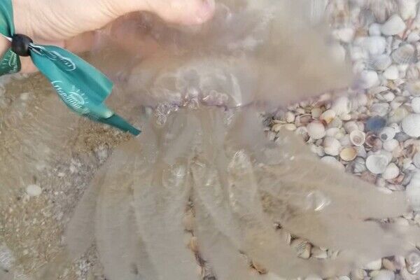 Медузи на пляжі