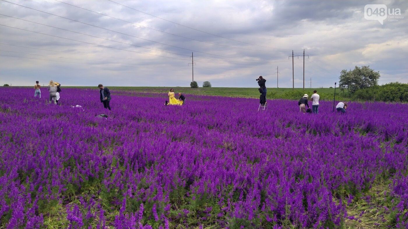 Под Одессой любители селфи уничтожили уникальное "фиолетовое поле"