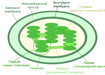 Структура хлоропласту