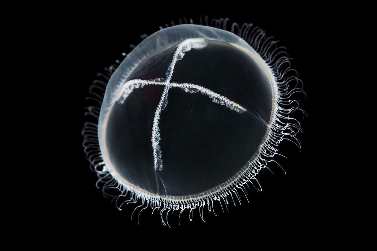 Медуза-крестовик. Фото 