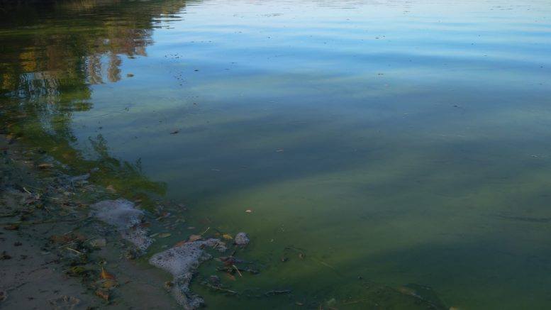 Река Днепр находится в плохом состоянии. Фото очевидцев