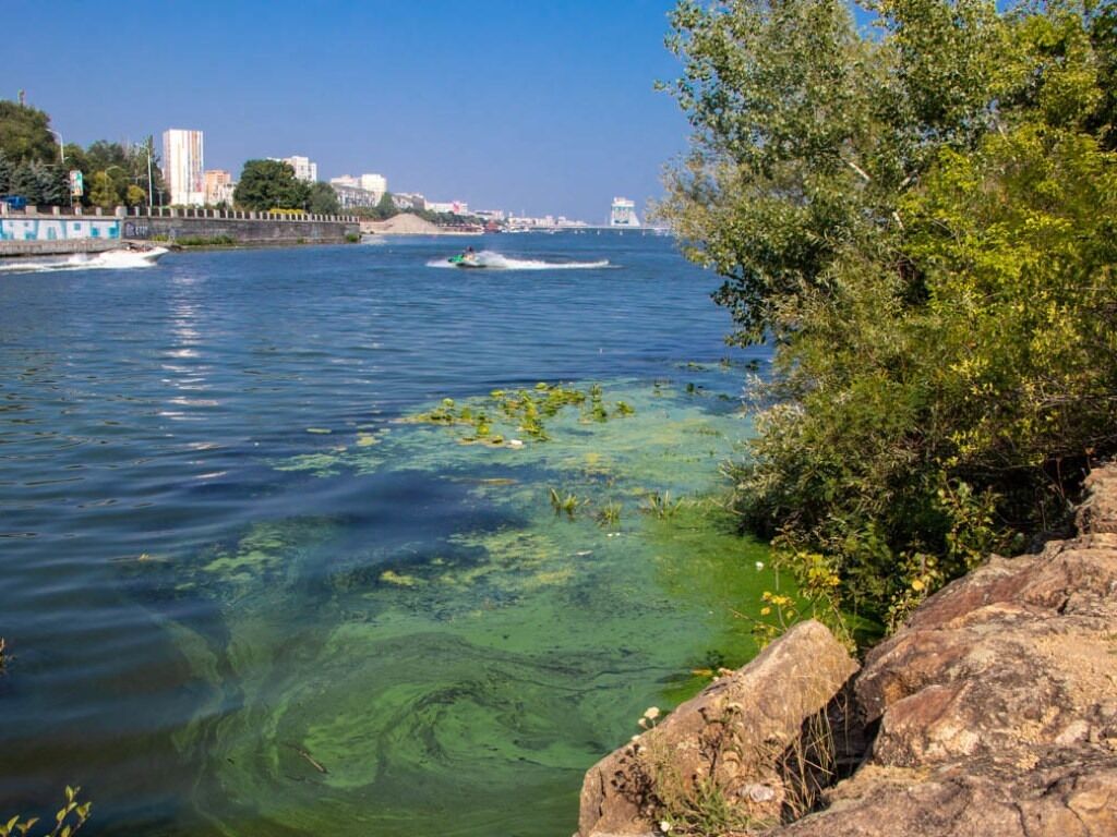 Река Днепр активно "цветет". Фото очевидцев