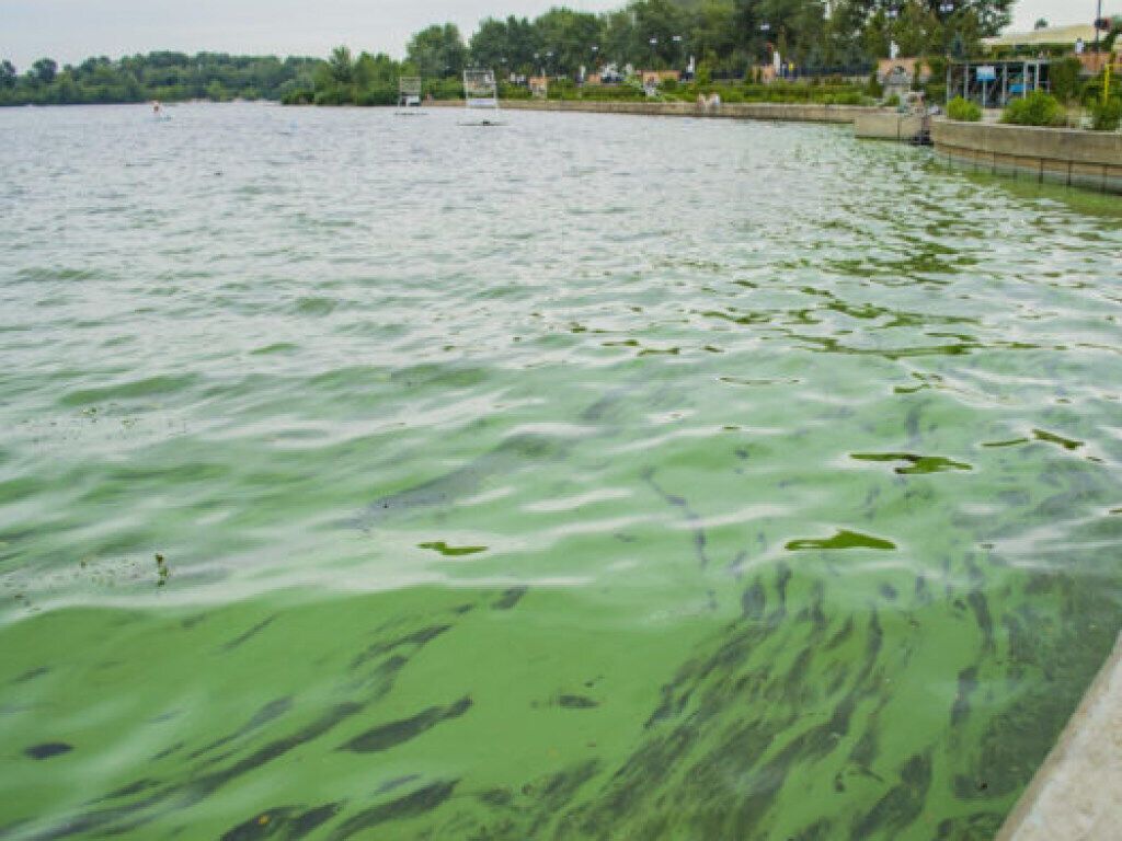 Сине-зеленые водоросли являются индикаторами загрязнения воды. Фото "ГолосUA"