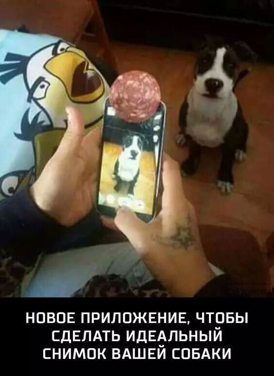 2 июля всемирный день собаки картинки с надписями. Смотреть фото 2 июля всемирный день собаки картинки с надписями. Смотреть картинку 2 июля всемирный день собаки картинки с надписями. Картинка про 2 июля всемирный день собаки картинки с надписями. Фото 2 июля всемирный день собаки картинки с надписями