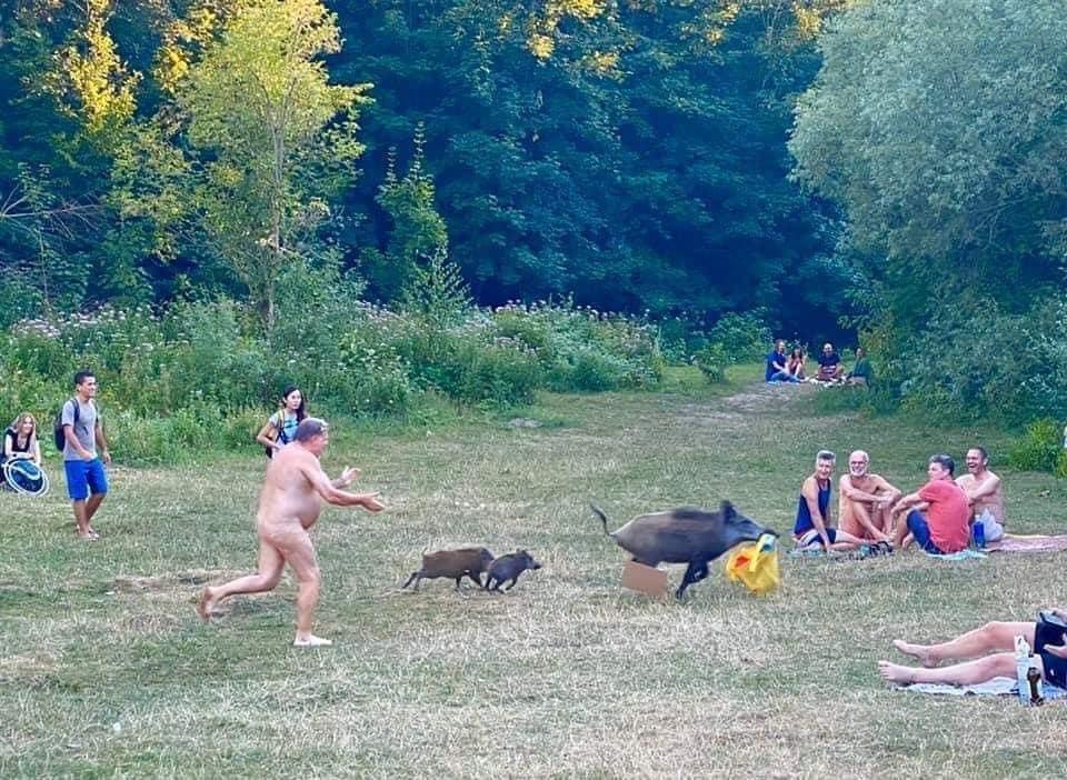 У Німеччині голий чоловік ганявся за кабанами.