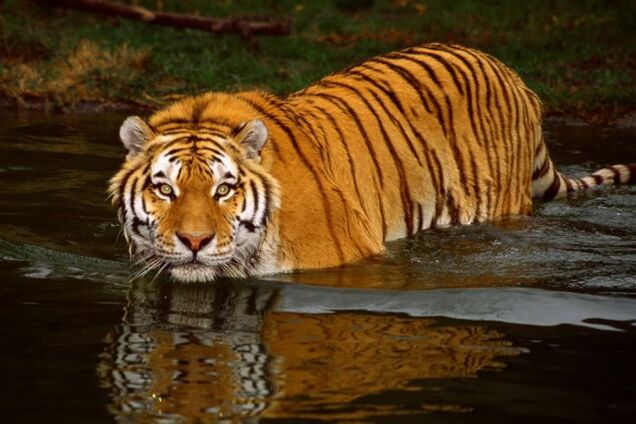 Амурський тигр