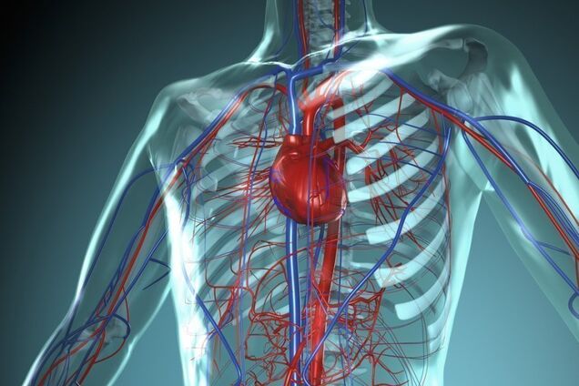 Серцево-судинна система людини
