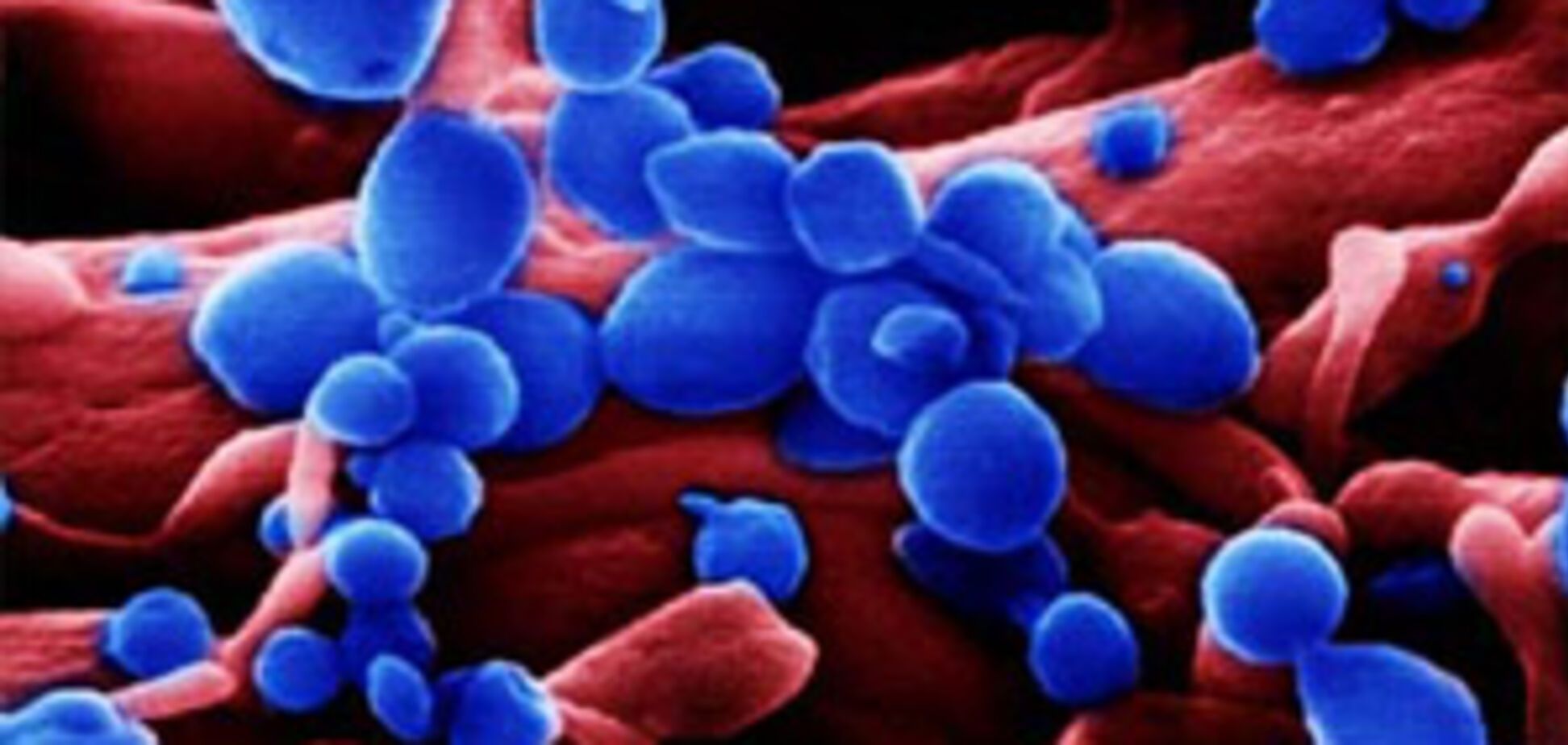 'Пташиний грип' обвалить нафтовий ринок