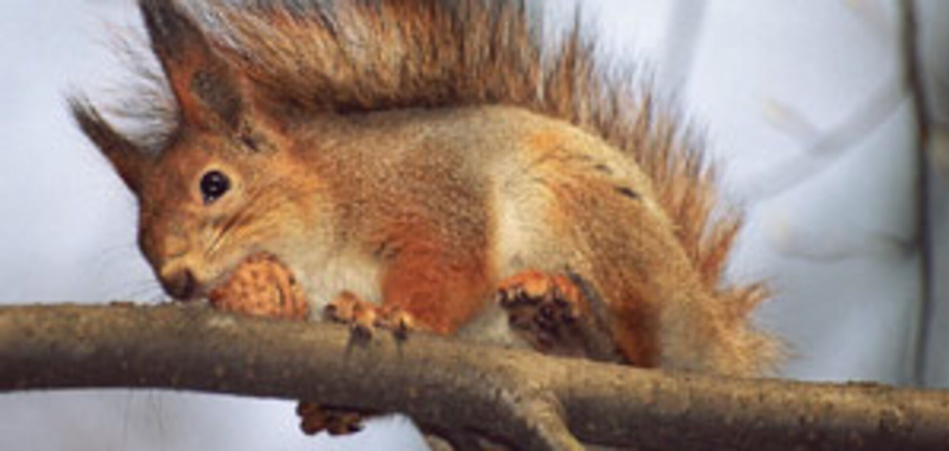 Біологи розшифрували мову білок