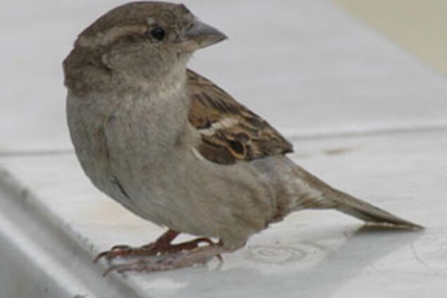 Воробей свалил 23 тысячи костяшек домино