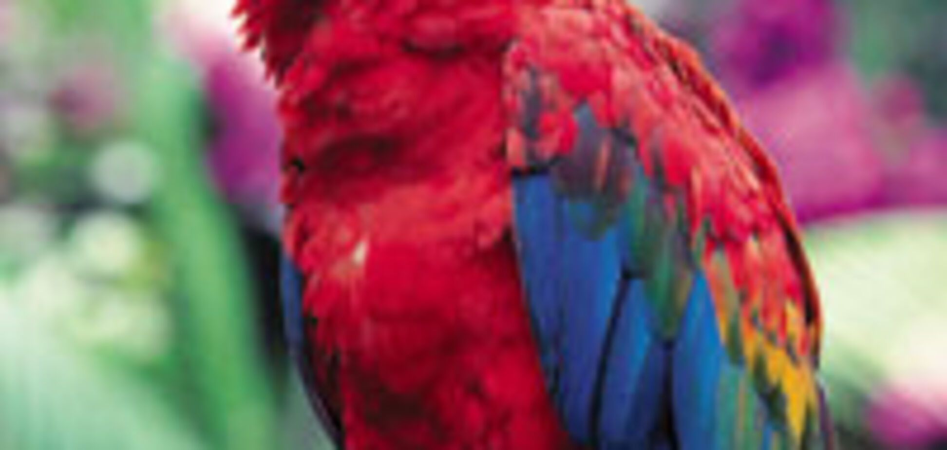 Будь-хто може стати поліглотом