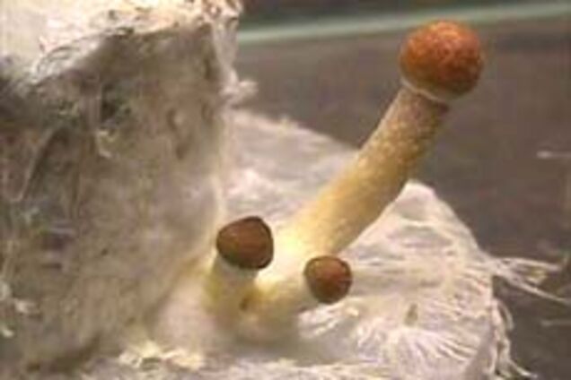 'Увековечил' имена покоренных дам на члене