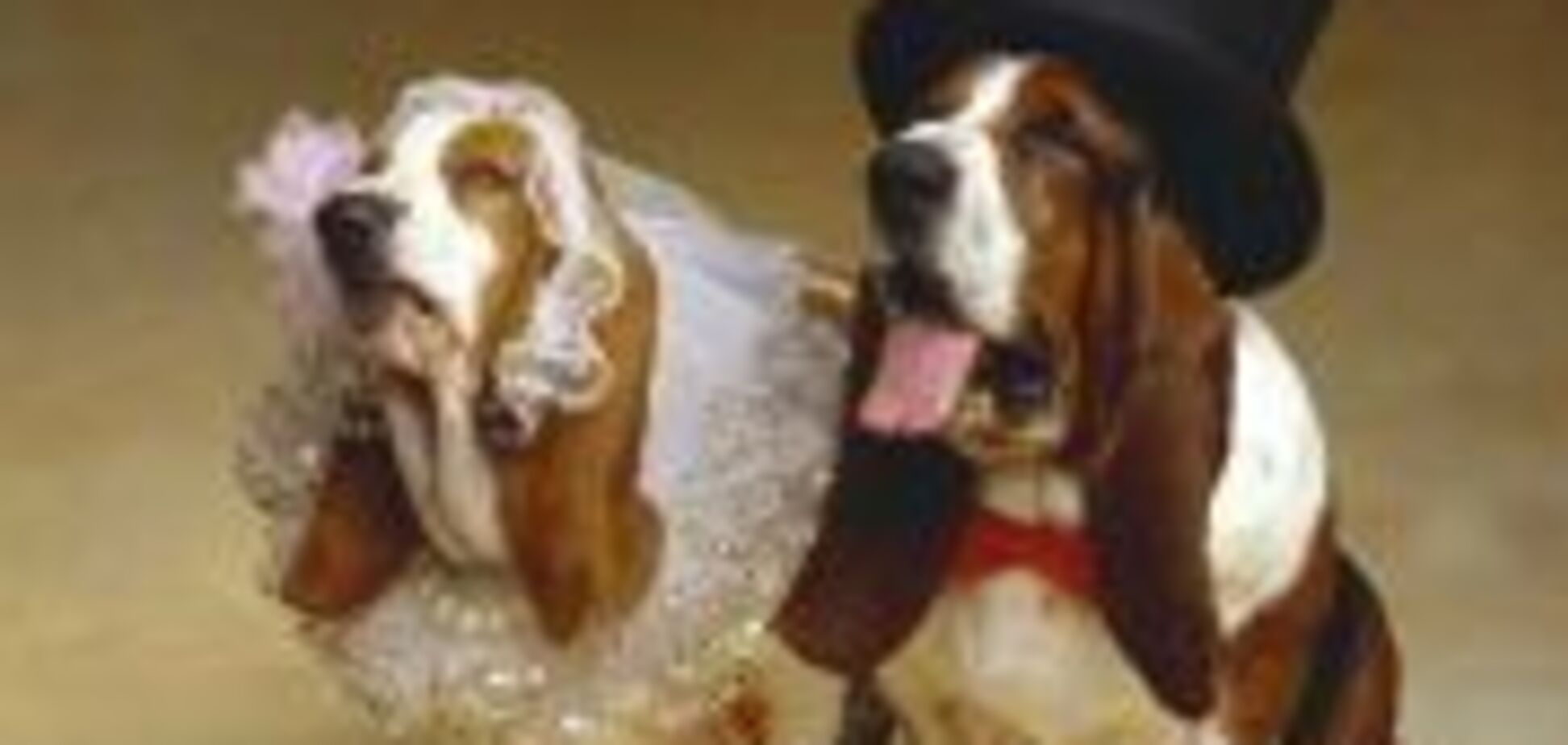 Собачья свадьба по-американски