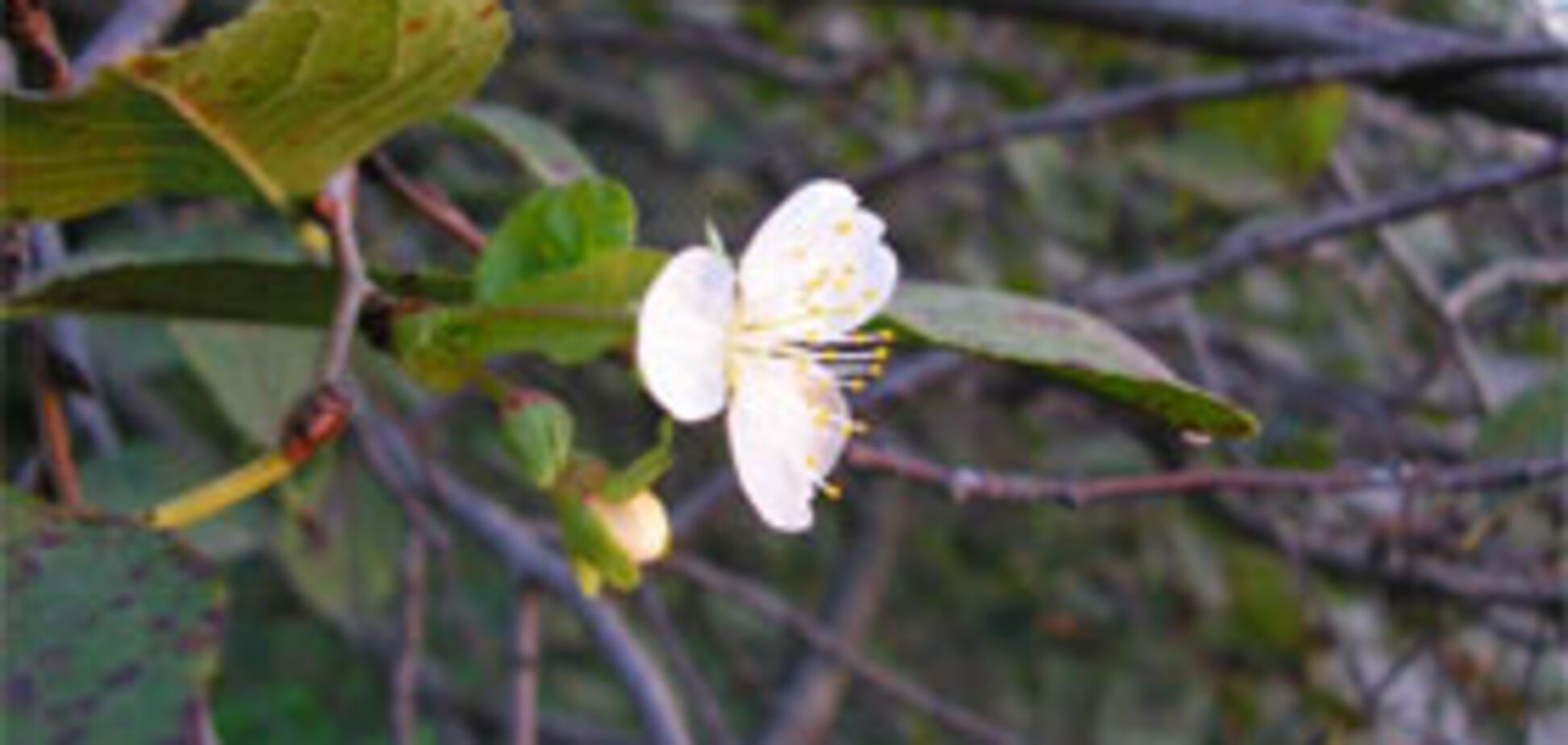 В Днепропетровске снова зацвели яблони и вишни