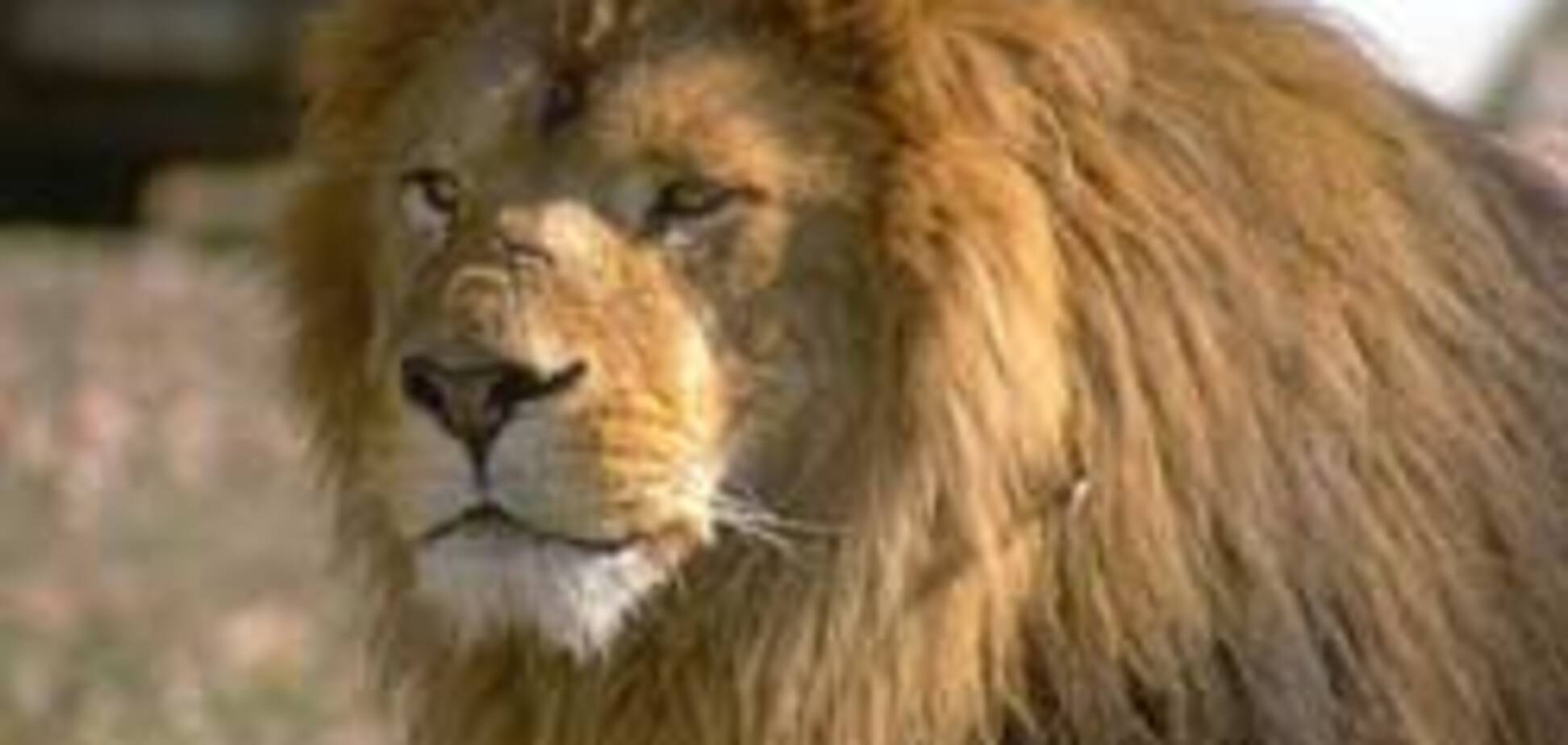 Харьковскому льву Кингу привезли молодую жену Миледи