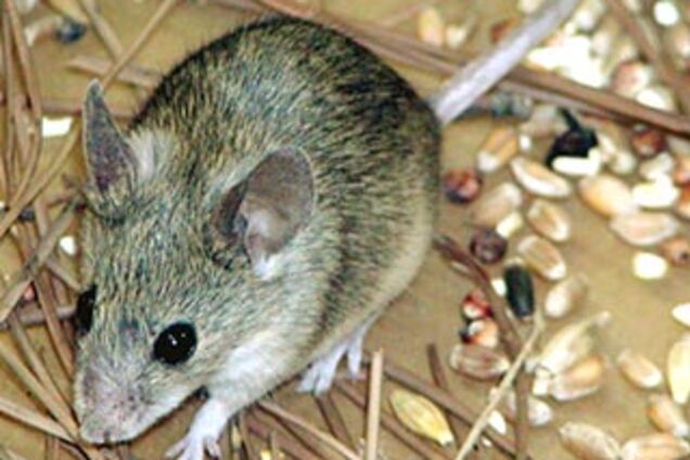 Ученые нашли новый вид мыши
