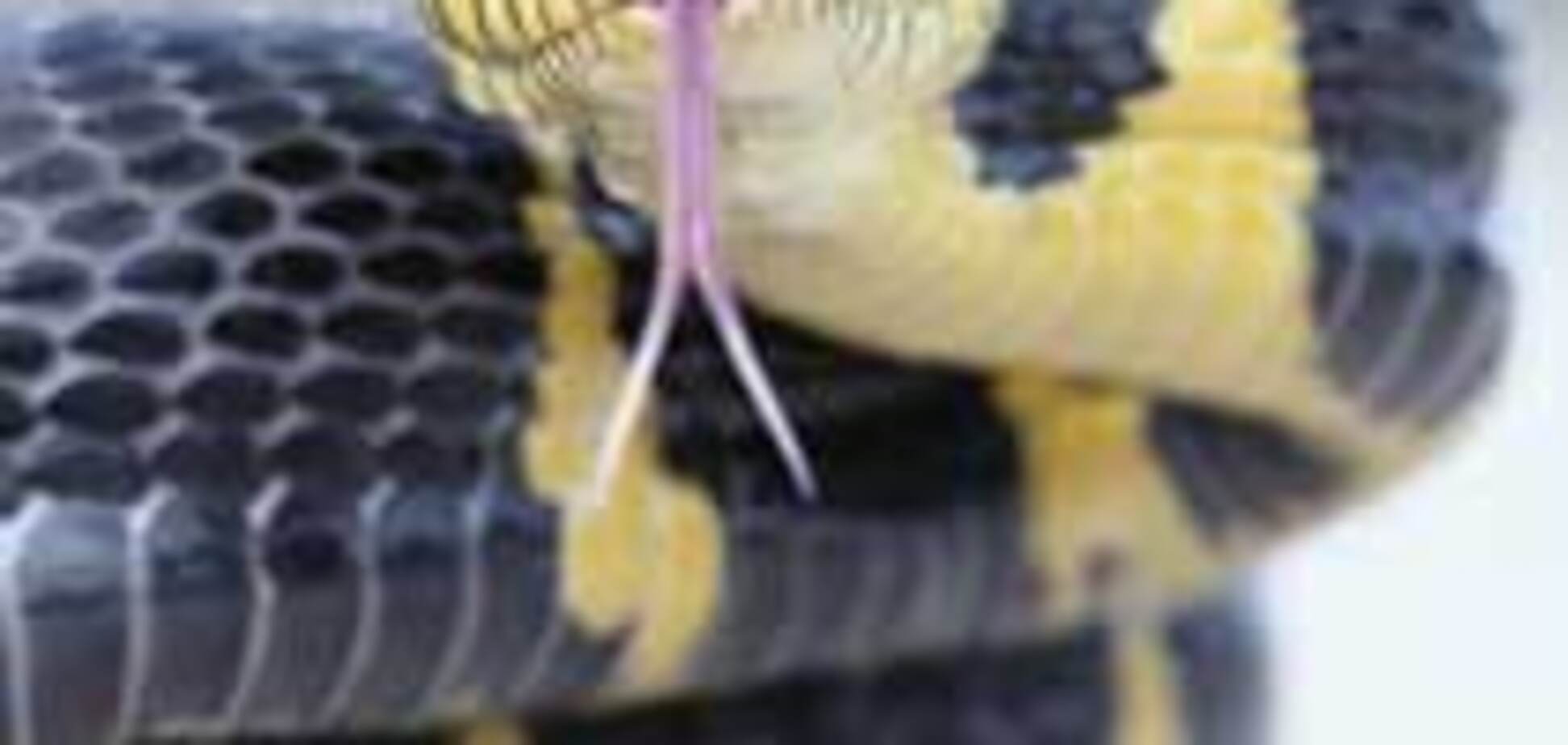 Сербский водитель использовал змею в качестве охраны