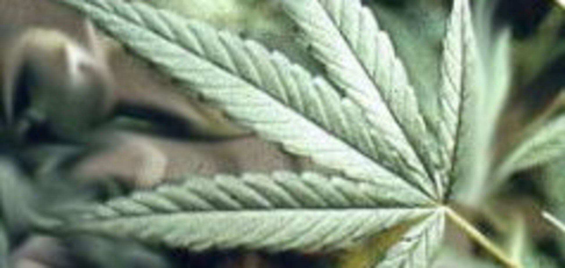 Курити марихуану корисно?