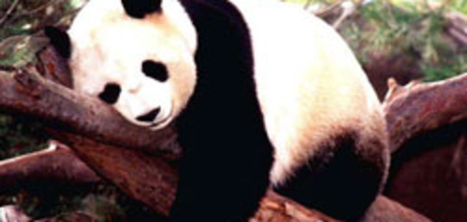 В тайском зоопарке будут показывать порно для панд