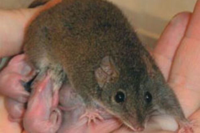 Полигамия способствует рождению здорового потомства