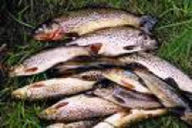 Рецептег на обедег. Форель, запечена в духовці