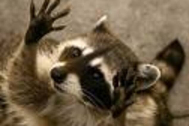 Історія одного сироти. Сентиментальна історія. ФОТО