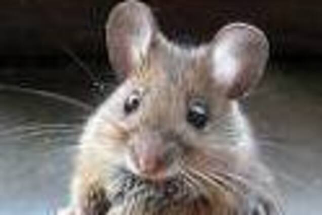 Идиотизм дня - НАСТОЯЩАЯ компьютерная мышка. ФОТО