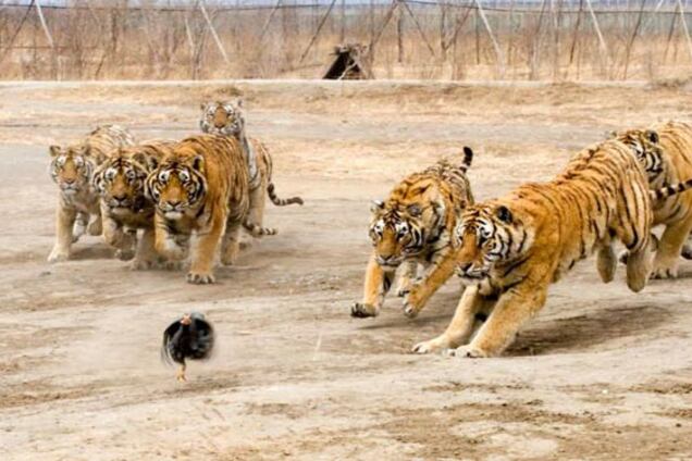 Идет охота на цыплят, идет охота... Тренировка тигров. ФОТО