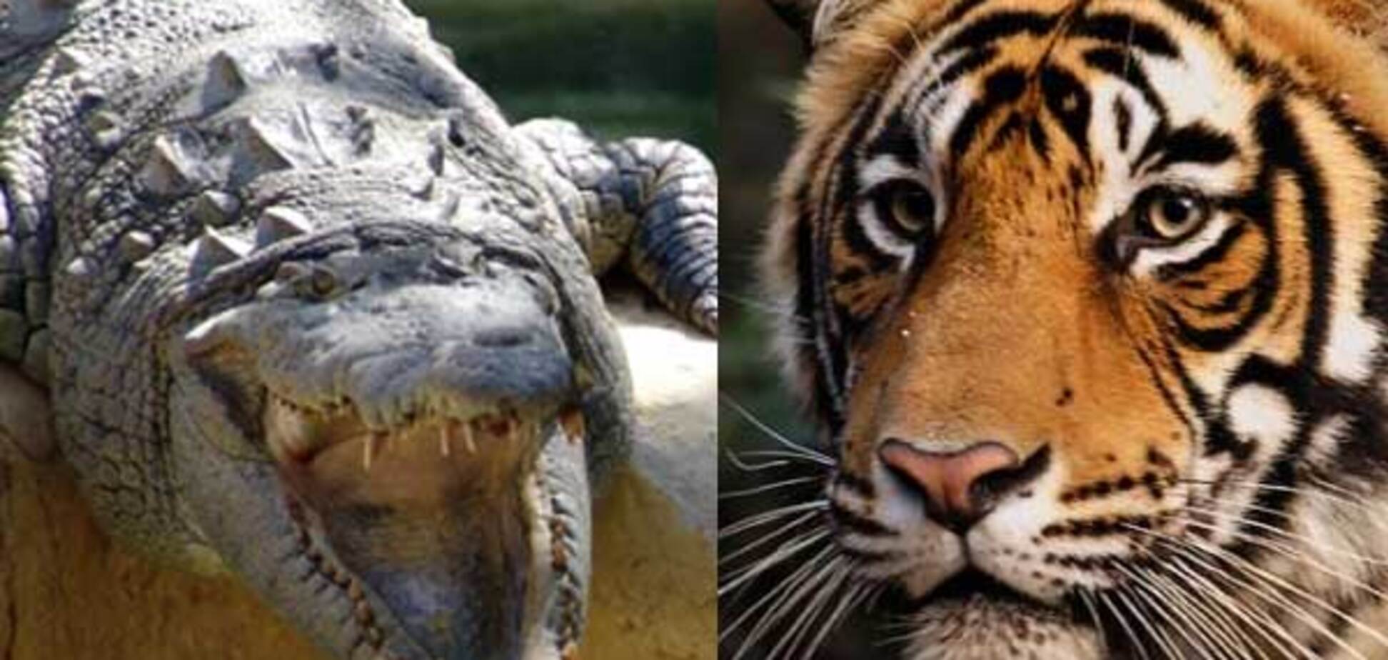 Схватка крокодила с тигром. Очень редкое событие. ФОТО