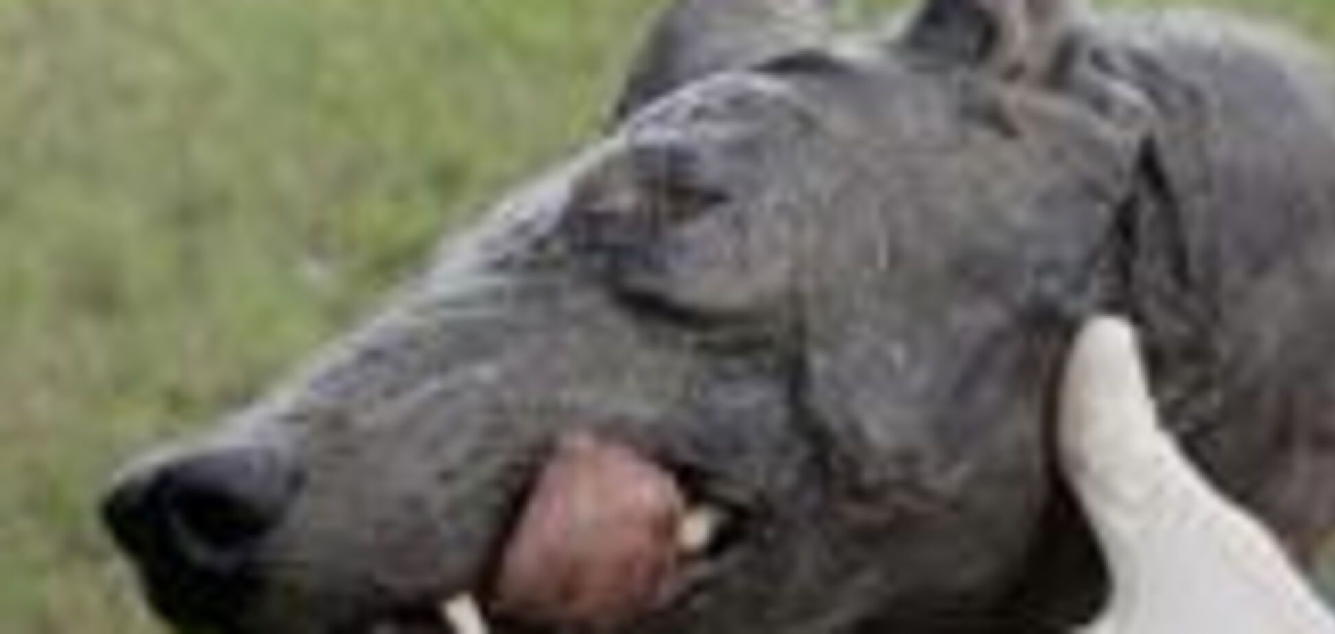 Чупакабра найдена в США мертвой. ФОТО