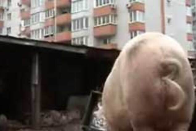 Кінець Позняков