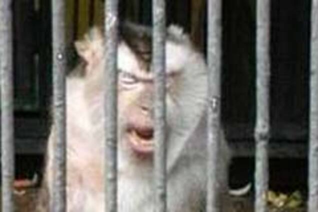 Кому знадобилося красти мавп?