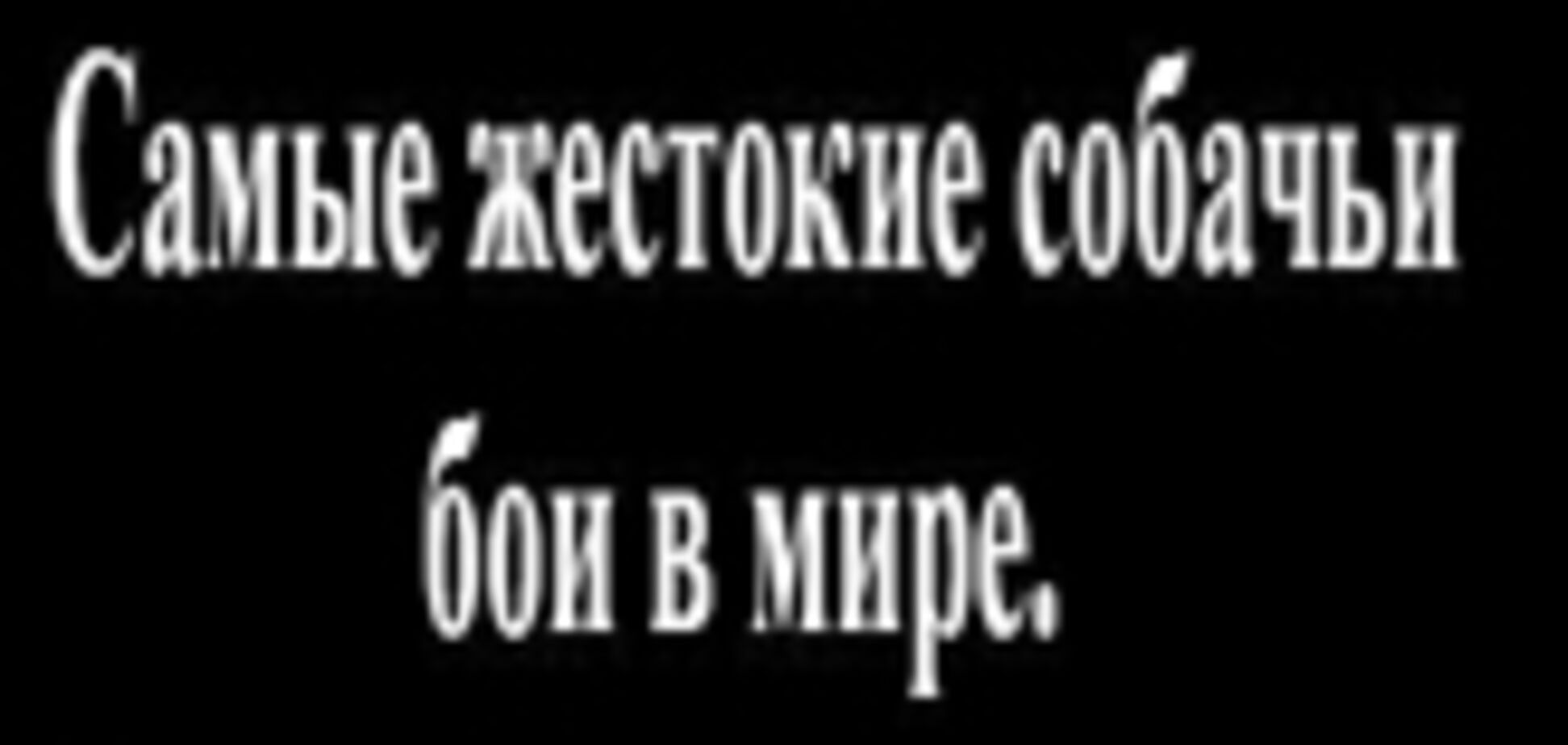 Жесть дня. Собачьи бои. Псы-убийцы не знают пощады