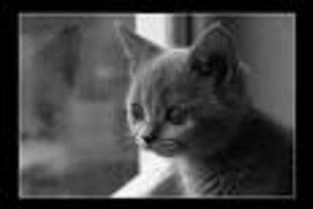 Котоподпісі. Чувак, не обламуються кайф з кицькою ...