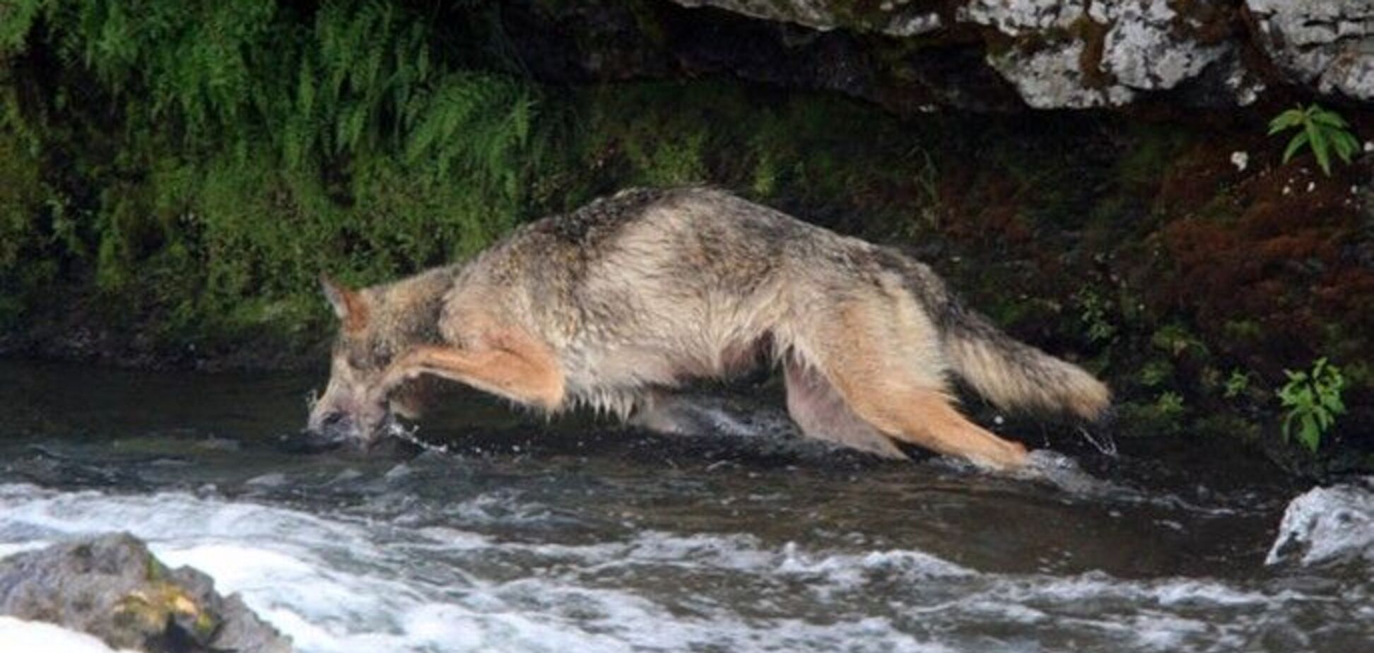 Красень. Вовк-риболов