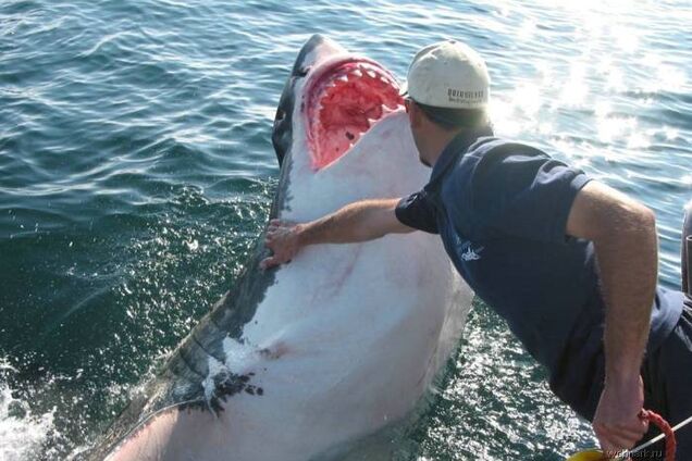 Любовь к акулам. Рыбка из 'Челюстей'
